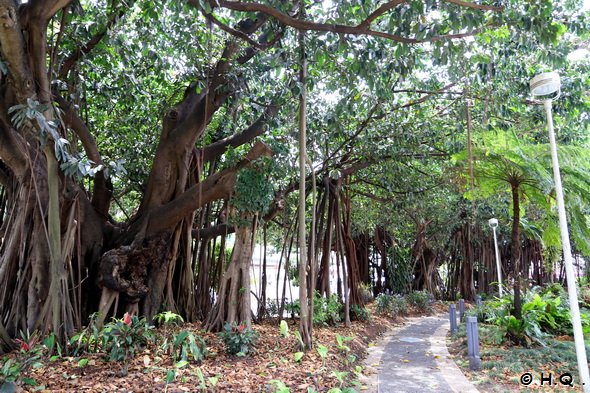 Banyan Bume Library Cairns