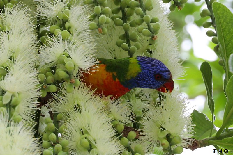 Rainbow Lorikeet Papagei - Cairns