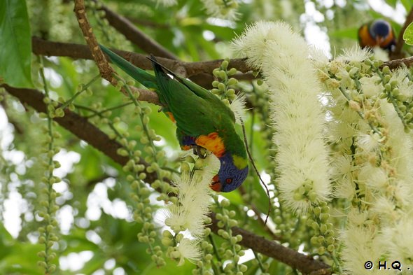 Rainbow Lorikeet Papagei - Cairns Rainbow Lorikeet Papagei - Cairns