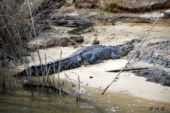 Salzwasser Krokodil am Daintree River
