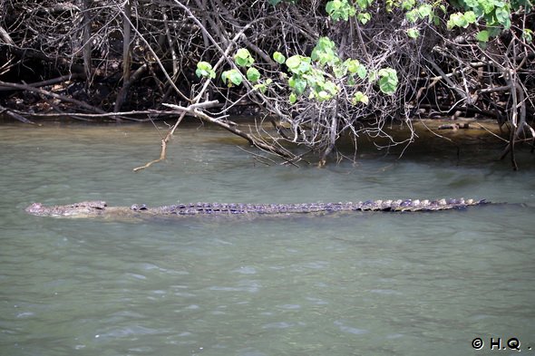Salzwasser Krokodil im Daitree River