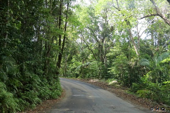 Schmale Straße im Daintree Nationalpark