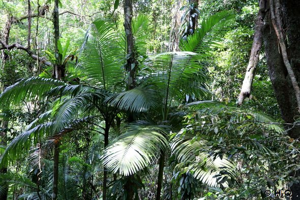 Pflanzen Vielfalt im Daintree Nationalpark