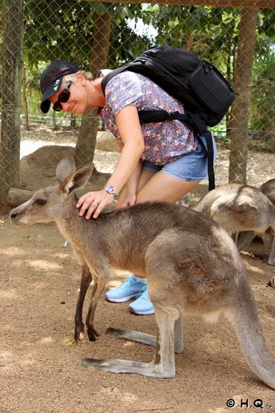 Knguru Streicheln im Billabong Sanctuary - Townsville