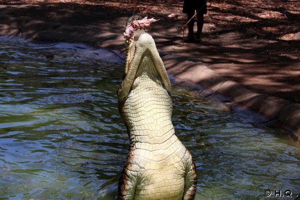 Krokodil Ftterung - im Billabong Sanctuary - Townsville