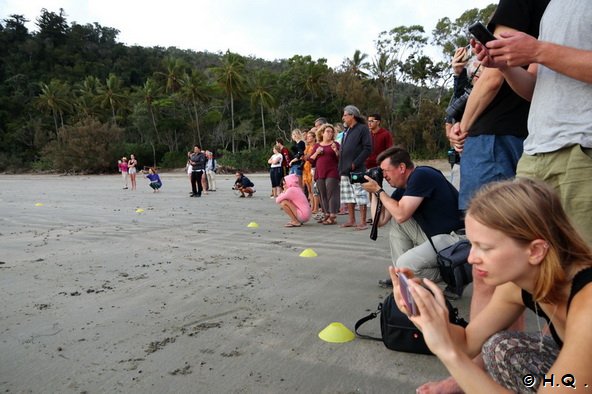 Touristen in Erwartung der Kngurus im Cape Hillsborough Nationalpark