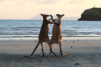 Aus19__05630_4 Aus19__05630_4