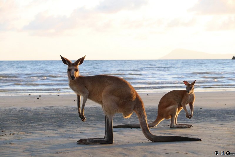 , Kängurus am Strand des Cape Hillsborough Nationalparks