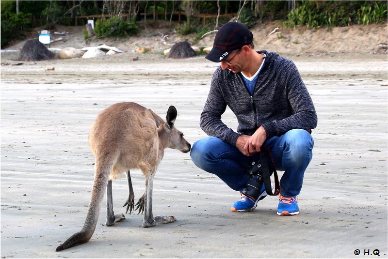 Känguru nähert sich Holger am Strand des Cape Hillsborough Nationalparks