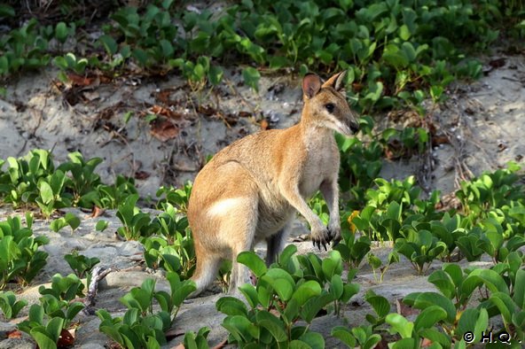 Wallaby im Cape Hillsborough Nationalpark Wallaby im Cape Hillsborough Nationalpark