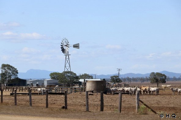 Rinderweide Rockhampton - Beef Capital of Australia