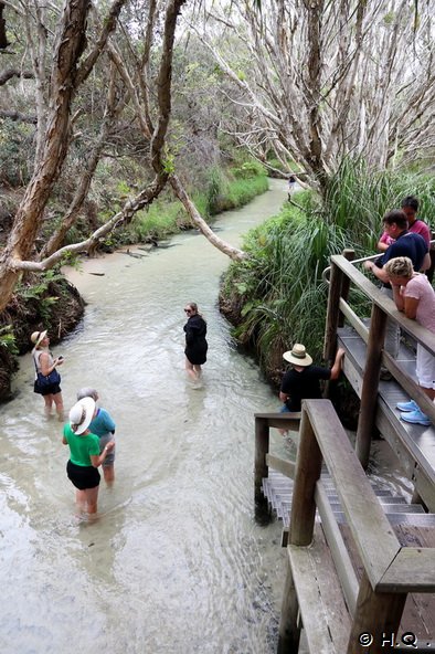 Wanderung Eli Creek auf Fraser Island