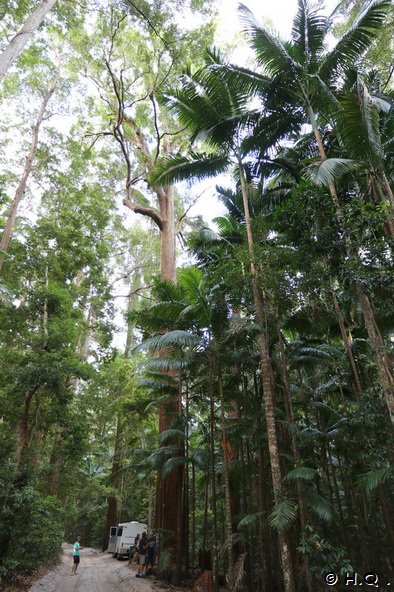 Pile Valley auf Frasier island - Queensland Pile Valley auf Frasier island - Queensland