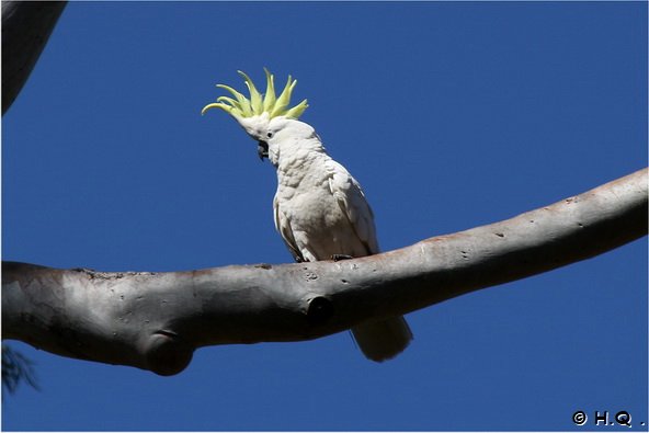 Kakadu in Sydney