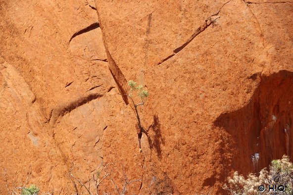 Die Natur siegt... Baum w�chst aus dem Uluru