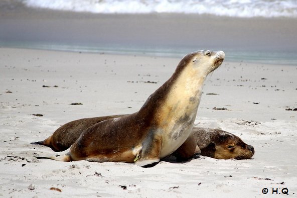 Seel�wen Seal Bay Kangaroo Island