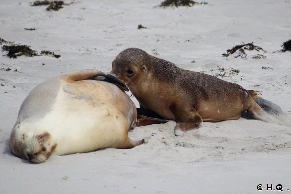 Seel�wen Seal Bay Kangaroo Island