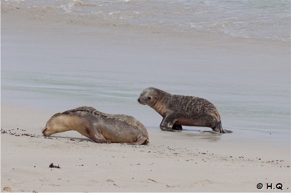 Junge Seelwen Seal Bay Kangaroo Island