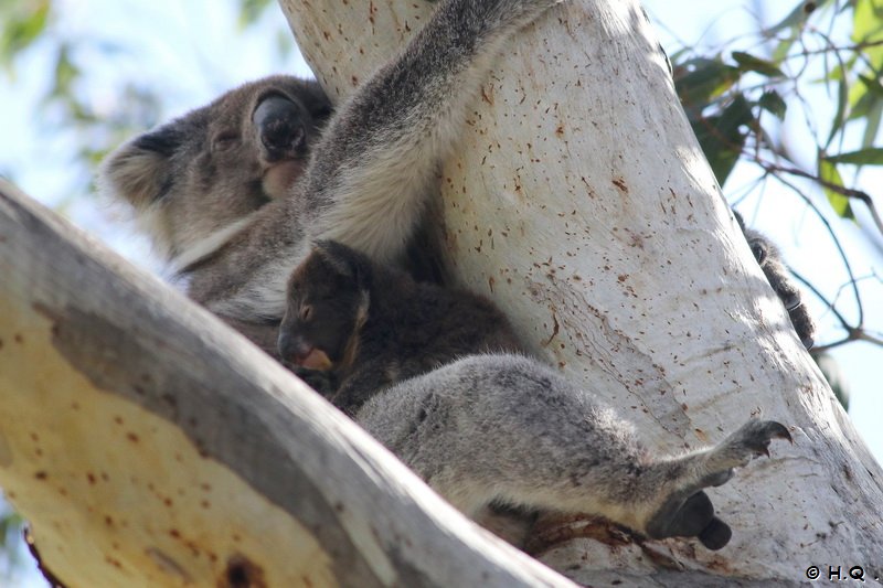Koala mit Baby Kangaroo Island Australien