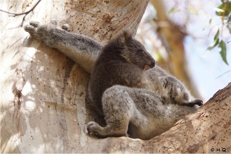 Koala mit Baby Kangaroo Island Australien