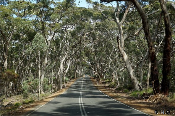 Waldlandschaft auf Kangaroo Island