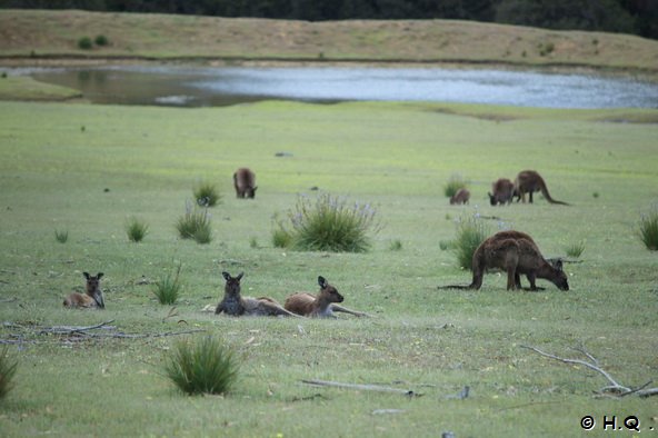 Kängurus im Flinders Chase National Park Kangaroo Island Kängurus im Flinders Chase National Park Kangaroo Island