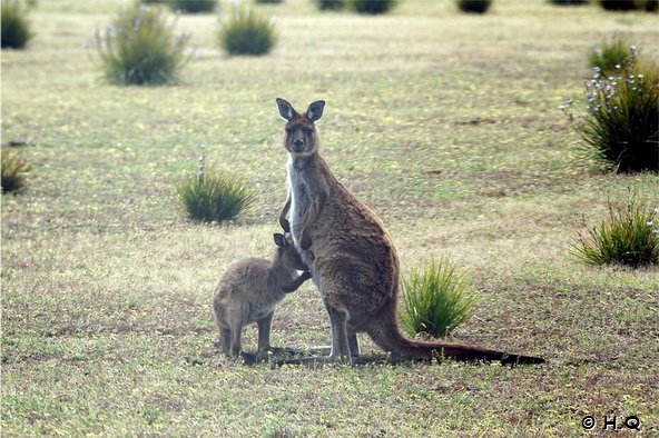 Joey säugt beim Mutti - Kängurus im Flinders Chase National Park Kangaroo Island Joey säugt beim Mutti - Kängurus im Flinders Chase National Park Kangaroo Island