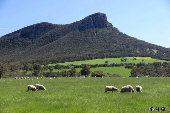 Schafe und Wiesen - Sdaustralische Landschaft
