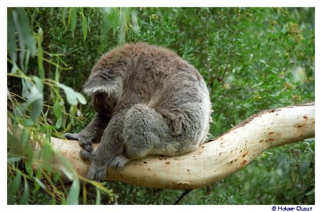 Koala Conservation Centre