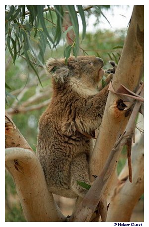 Koala Conservation Centre