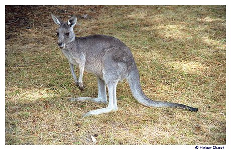  Zumstein Recreation Area - Grampians National Park