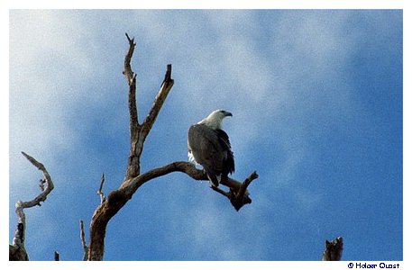 Weißbauch-Seeadler - Kakadu National Park Weißbauch-Seeadler - Kakadu National Park