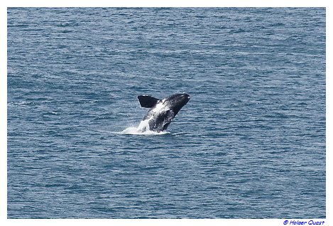 Südafrika Whale Watching Südafrika Whale Watching
