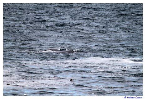 Hermanus - Whale Watching