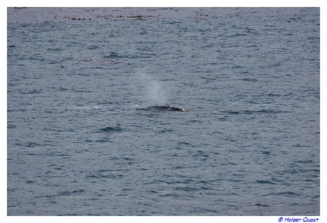 Hermanus - Whale Watching