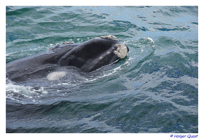Callosities am Southern Right Whales