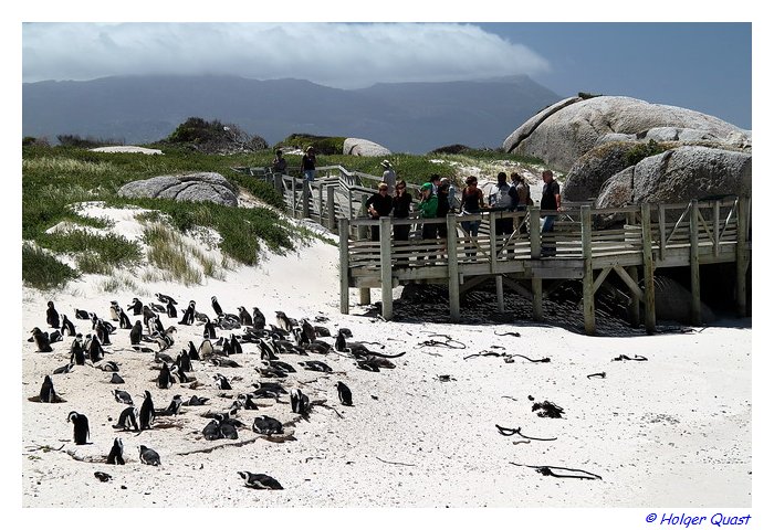 Boulders Beach - Simon's Town - Südafrika Boulders Beach - Simon's Town - Südafrika