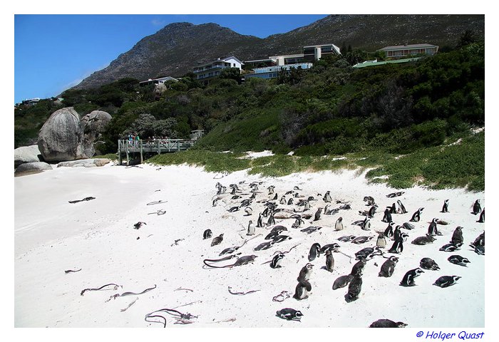 Boulders Beach - Simon's Town - Südafrika Boulders Beach - Simon's Town - Südafrika