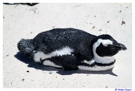Pinguine - Foxy Beach - Simon's Town - Südafrika Pinguine - Foxy Beach - Simon's Town - Südafrika