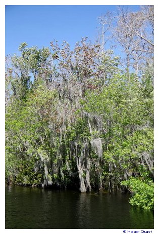 Natur pur am Tamiami Trail