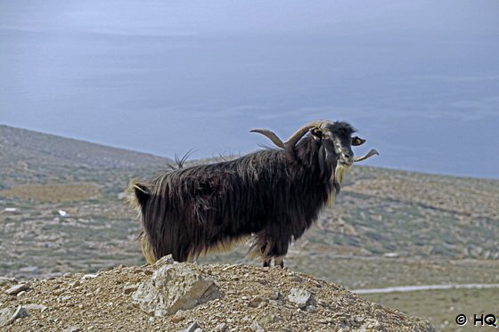 Ziegen auf Amorgos Ziegen auf Amorgos