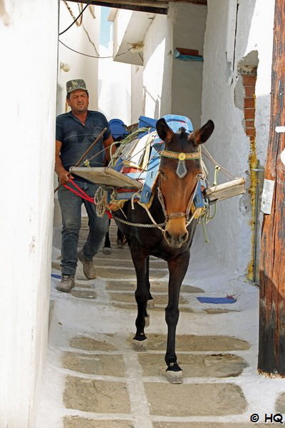 Esel in den Gassen der Chora Ios