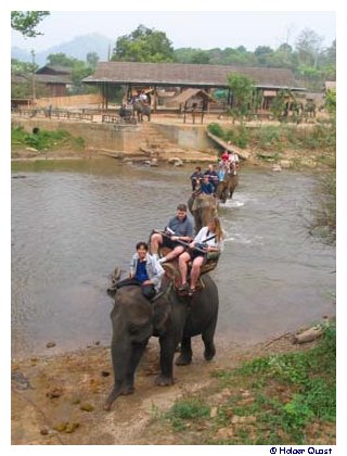 Chiang Mai Elelfantencamp