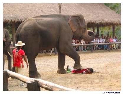 Chiang Mai Elelfantencamp