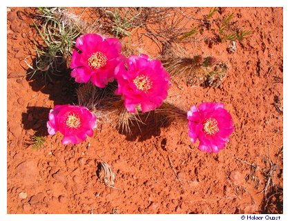 Blumen im Monument Valley