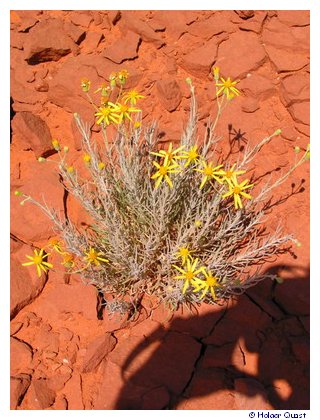 Blumen im Monument Valley Blumen im Monument Valley