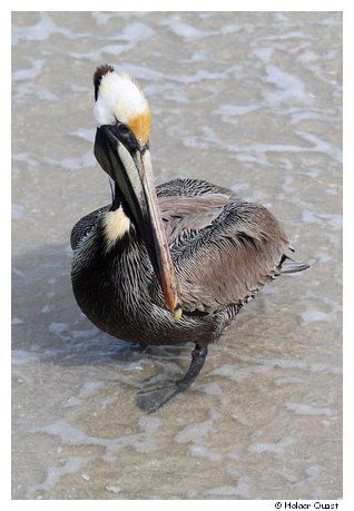 Pelikan auf Sanibel Island