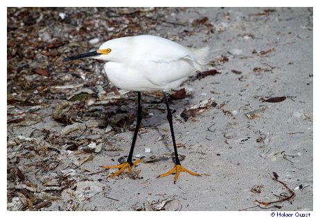 Snowy Egret am Strand von Sanibel Island
