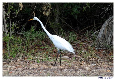 Vogel im J. N. "Ding" Darling National Wildlife Refuge