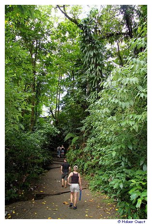 Wanderung zu den Trafalgar Falls Wanderung zu den Trafalgar Falls